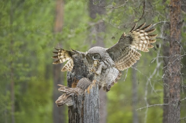 Great Grey Owl (Strix nebulosa) male landing on nest with little bird prey in beak, Suomussalmi, Finland