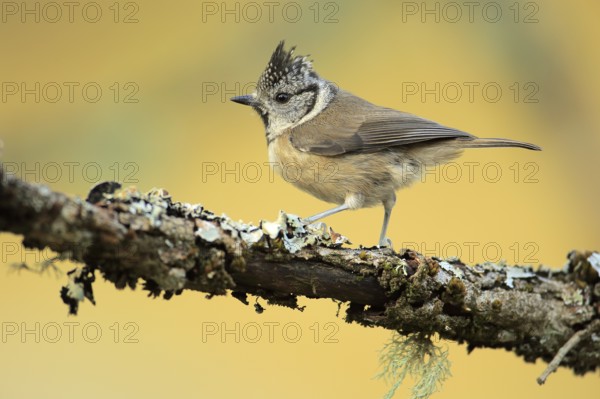 European Crested Tit (Lophophanes cristatus) perched on lichen branch, Andalusia, Spain