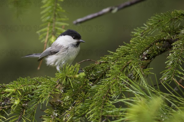 Willow Tit - Weidenmeise - Poecile montanus ssp. uralensis, Russia (Ural)