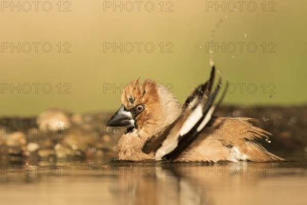 Hawfinch (Coccothraustes coccothraustes) male bathing, Serbia