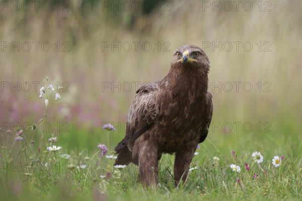 Lesser Spotted Eagle (Clanga pomarina) on grassland, Poland