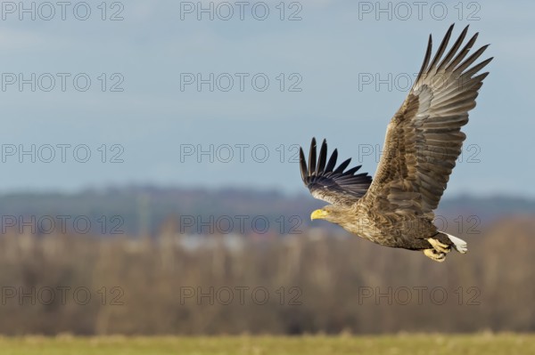White-tailed Eagle (Haliaeetus albicilla) flying, Saxony-Anhalt, Germany