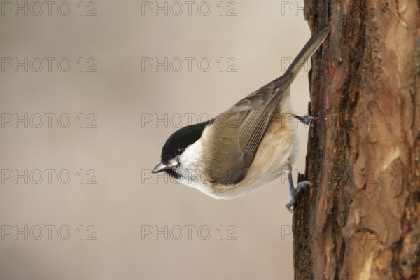 Marsh Tit (Poecile palustris), Utrecht, Netherlands