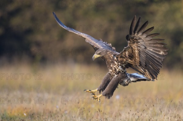 White-tailed Eagle (Haliaeetus albicilla) flying, Kutno, Poland