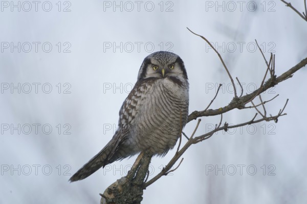 Northern Hawk-Owl (Surnia ulula), Saxony, Germany