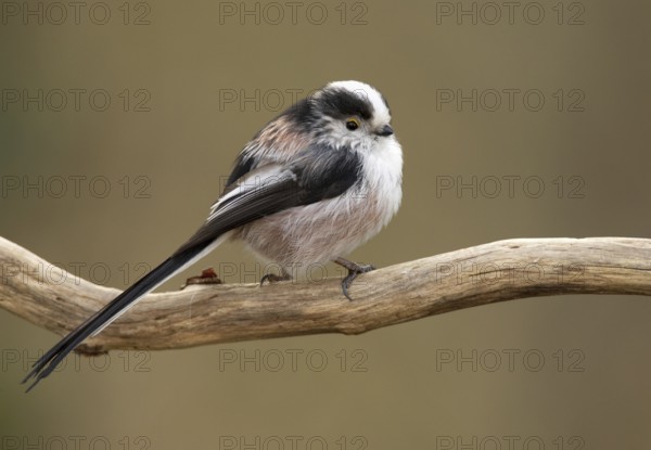 Long-tailed Tit (Aegithalos caudatus), Mecklenburg-Western Pomerania, Germany