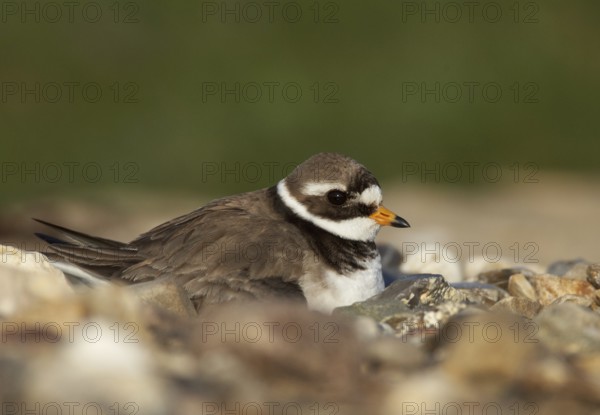 Common Ringed Plover (Charadrius hiaticula), Schleswig-Holstein, Germany