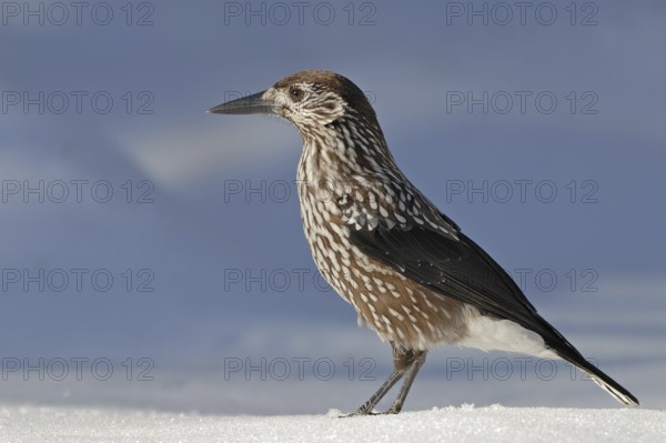 Spotted Nutcracker (Nucifraga caryocatactes), Switzerland