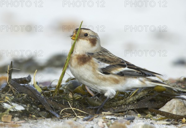 Snow Bunting (Plectrophenax nivalis), Schleswig-Holstein, Germany