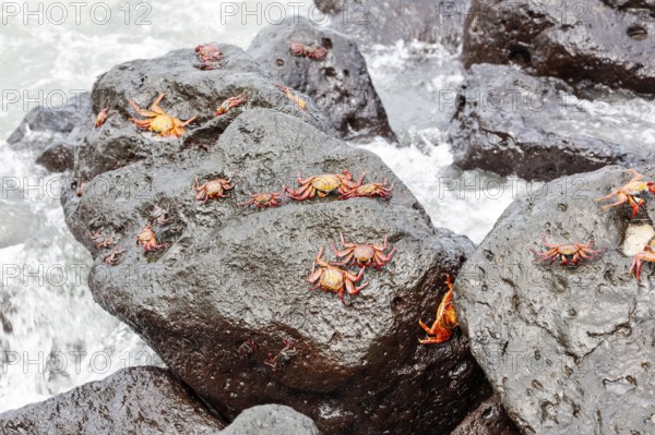 Red rock crab (Grapsus grapsus), San Cristobal, Galapagos, Ecuador