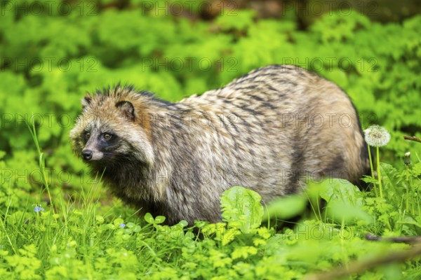 Common raccoon dog (Nyctereutes procyonoides) standing in the grass, Bavaria, Germany