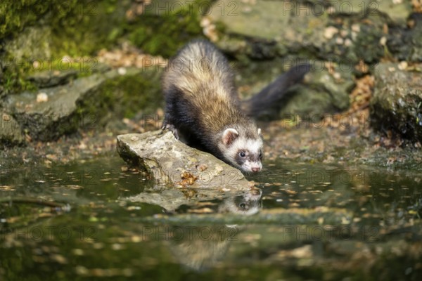 Ferret (Mustela putorius furo) on the edge of a little lake, Bavaria, Germany