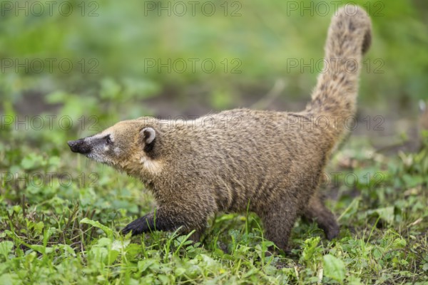 South American coati (Nasua nasua) walking on the ground, captive, Zoo Augsburg