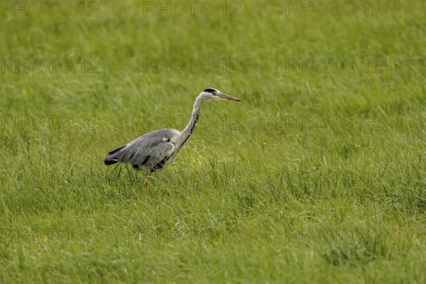 Grey heron (Ardea cinerea), Vulkaneifel, Rhineland-Palatinate, Germany