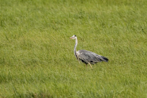 Grey heron (Ardea cinerea), Vulkaneifel, Rhineland-Palatinate, Germany