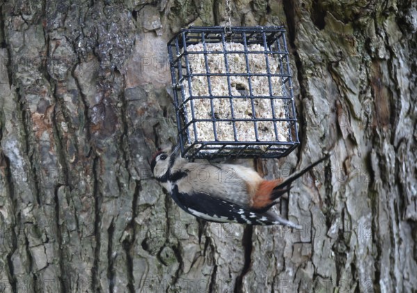 Great spotted woodpecker (Dendrocopos major) feeding on a lime tree (Tilia)