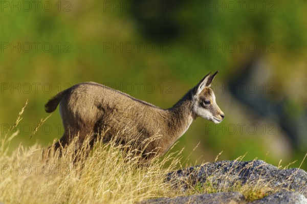 A young chamois stands attentively on a summer meadow full of grass, chamois, chamois, (Rupicapra rupicaprae), fawn, wildlife, Vosges, France