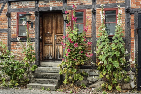 Hollyhocks (Alcea rosea) at a gate in a half-timbered house facing the street in Ystad, Skåne County, Sweden, Scandinavia
