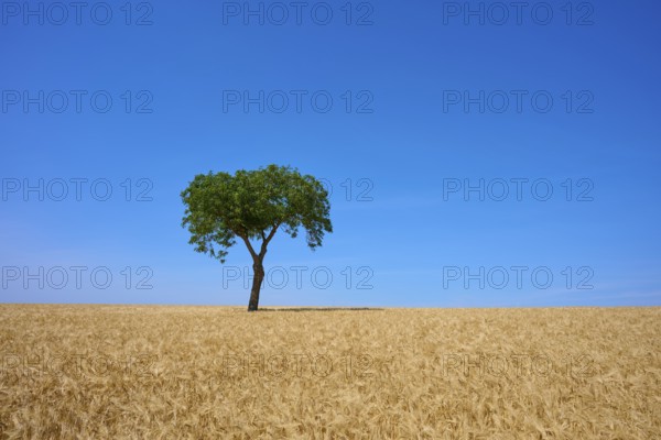 A lonely tree in a large wheat field in front of a bright blue sky, summer, Mainfranken, Bavaria, Germany