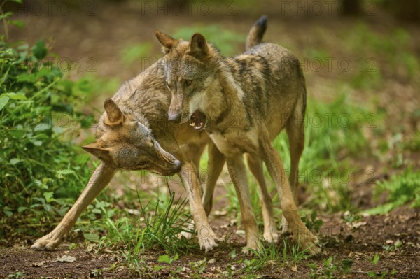 Two wolves in the forest interacting with each other in a confined space, Wolf (Canis Lupus), Germany
