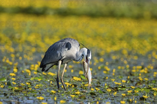 Grey heron (Ardea cinerea) amidst flowering sea pots (Nymphoides peltata) Hungary