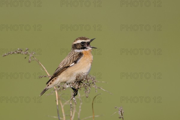 Songbird... Whinchat (Saxicola rubetra), male in splendid plumage sings at the top of his voice in spring, rare native, very pretty songbird, wildlife, Lower Saxony, Germany