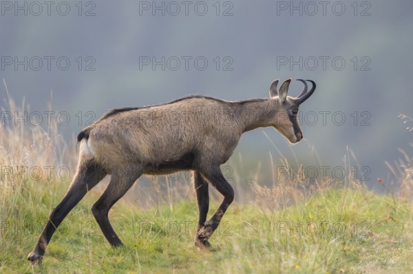 Chamois (Rupicapra rupicapra) on a meadow in the Vosges Mountains, wildlife, France