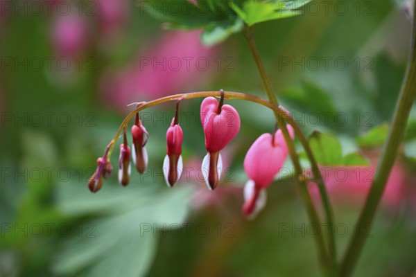 Weeping heart, flaming heart, flaming heart flower, heart flower, bicoloured heart flower, heart-shaped vine, Mary's heart (Lamprocapnos spectabilis)