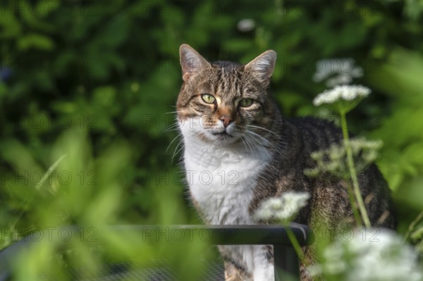 Domestic cat in a garden, Bavaria, Germany