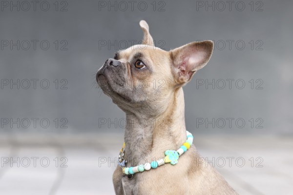 Portrait of blue fawn French Bulldog dog with long healthy nose wearing a EM ceramics necklace