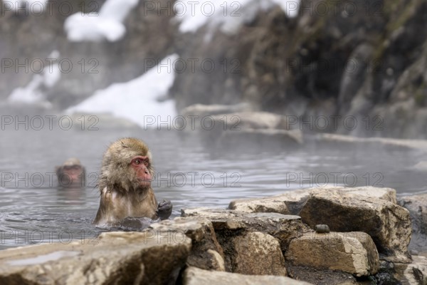 Japanese macaques (Macaca fuscata), wet, bathing, in winter, Jigokudani Snow Monkey Park, Yamanouchi, Shimotakai, Nagano Prefecture, Japan