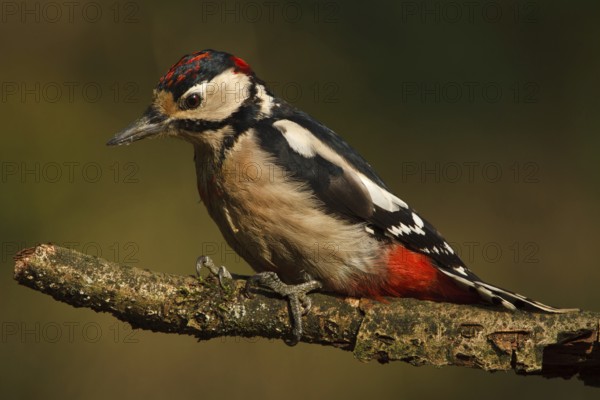 Great Spotted Woodpecker (Dendrocopos major) juvenile, Utrecht, Netherlands