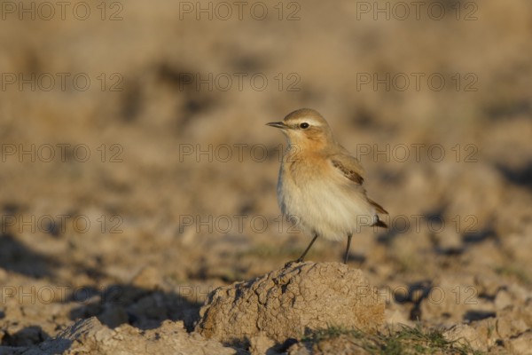 Isabelline Wheatear (Oenanthe isabellina), Greece