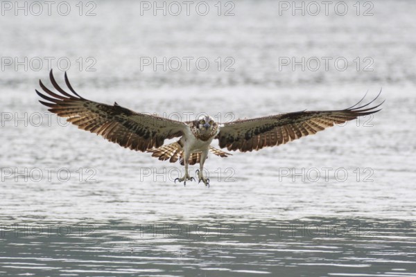 Western Osprey (Pandion haliaetus) flying, Poland