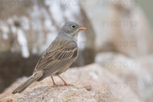 Grey-necked Bunting - Steinortolan - Emberiza buchanani, Kazakhstan, adult male