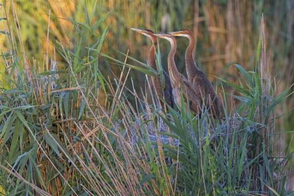 Purpurreiher, Purple Heron, Ardea purpurea, Héron pourpré, Garza Imperial