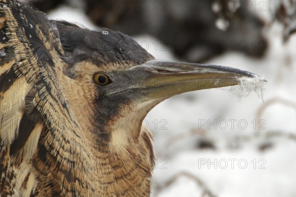 Eurasian Bittern (Botaurus stellaris), Saxony-Anhalt, Germany