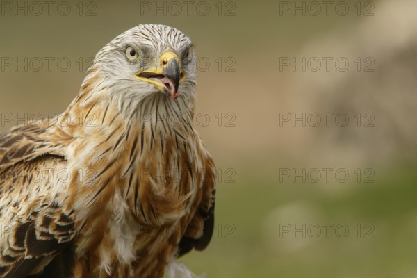 Red Kite (Milvus milvus), portrait, Castile and Leon, Spain