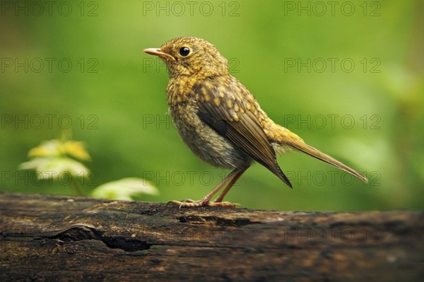 Song Thrush Turdus philomelos in the nature habitat. young bird sitting on the tree branch. Bird in the summer Hungary. Bird in the forest. Songbird with green forest background