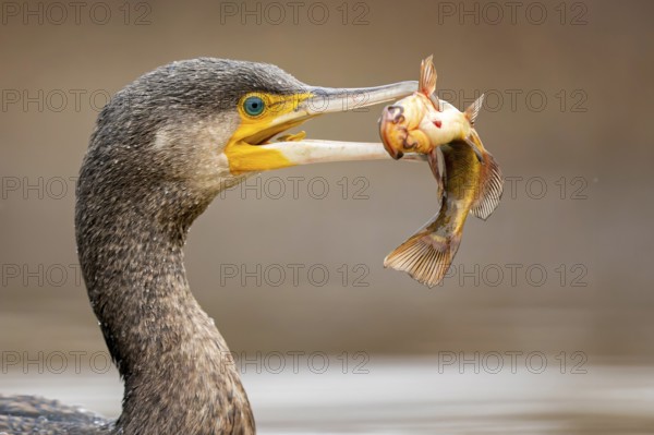Great Cormorant (Phalacrocorax carbo) with captured Black bullhead (Ameiurus melas) prey in beak, Hungary
