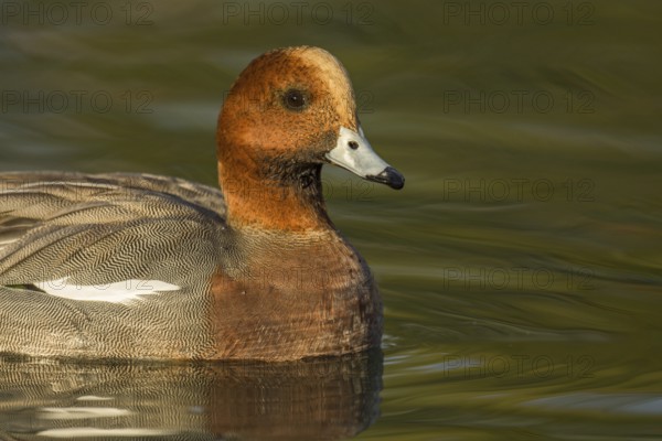 Eurasian Wigeon (Mareca penelope) male, Arizona, USA
