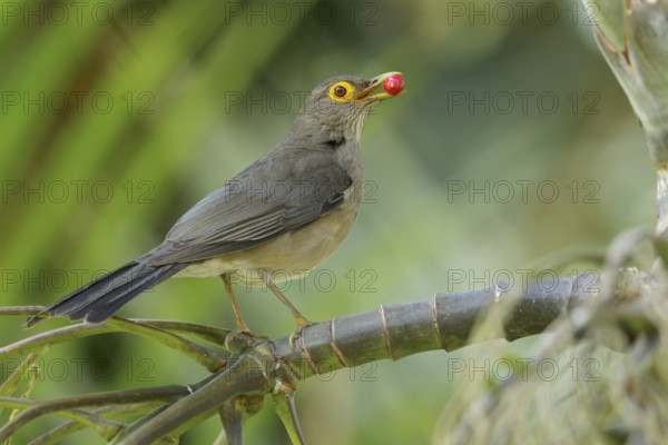 Bare-eyed Thrush (Turdus nudigenis nudigenis) perched on a branch on the Caribbean Island of Martinique