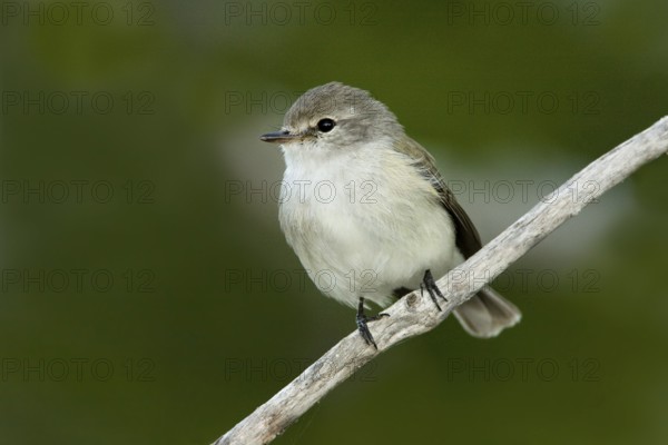 Lemon-bellied Flyrobin (Microeca flavigaster tormenti), Western Australia, Australia