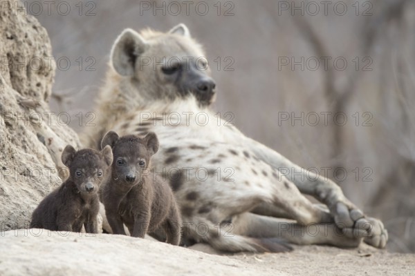 Spotted Hyena (Crocuta crocuta) two cubs with mother, Sabi Sands, South Afrika