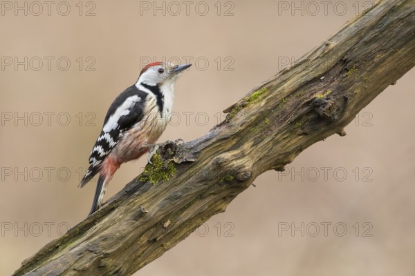 Middle Spotted Woodpecker (Dendrocoptes medius) climbing up a tree trunk, Poland