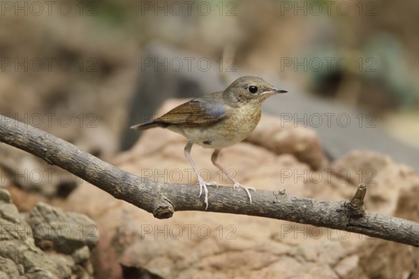 Siberian Blue Robin (Larvivora cyane) juvenile male, Kaeng Krachan, Thailand