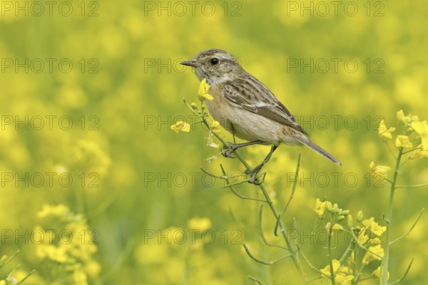 European Stonechat (Saxicola rubicola) female, Rhineland-Palatinate, Germany