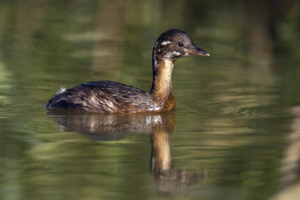 Little Grebe (Tachybaptus ruficollis) juvenile, Andalusia, Spain