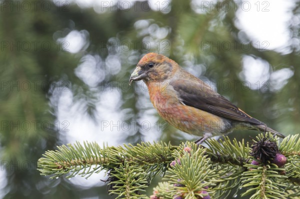 Common Crossbill - Fichtenkreuzschnabel - Loxia curvirostra ssp. tianshanica, Kyrgyzstan, adult male