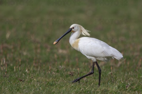 Eurasian Spoonbill (Platalea leucorodia), Netherlands
